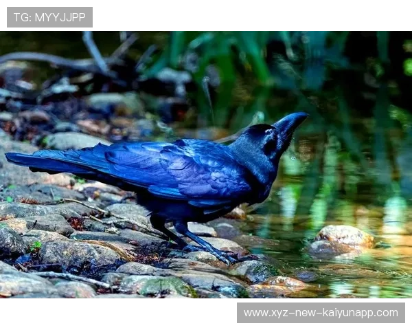 乌鸦外接手状态出色，助力球队取胜，请问乌鸦